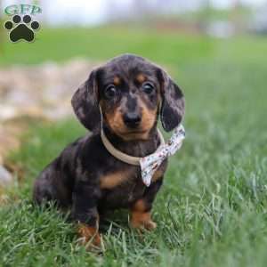 Lila, Dachshund Puppy